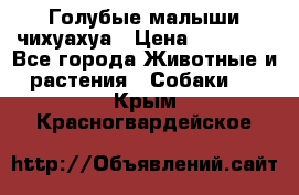 Голубые малыши чихуахуа › Цена ­ 25 000 - Все города Животные и растения » Собаки   . Крым,Красногвардейское